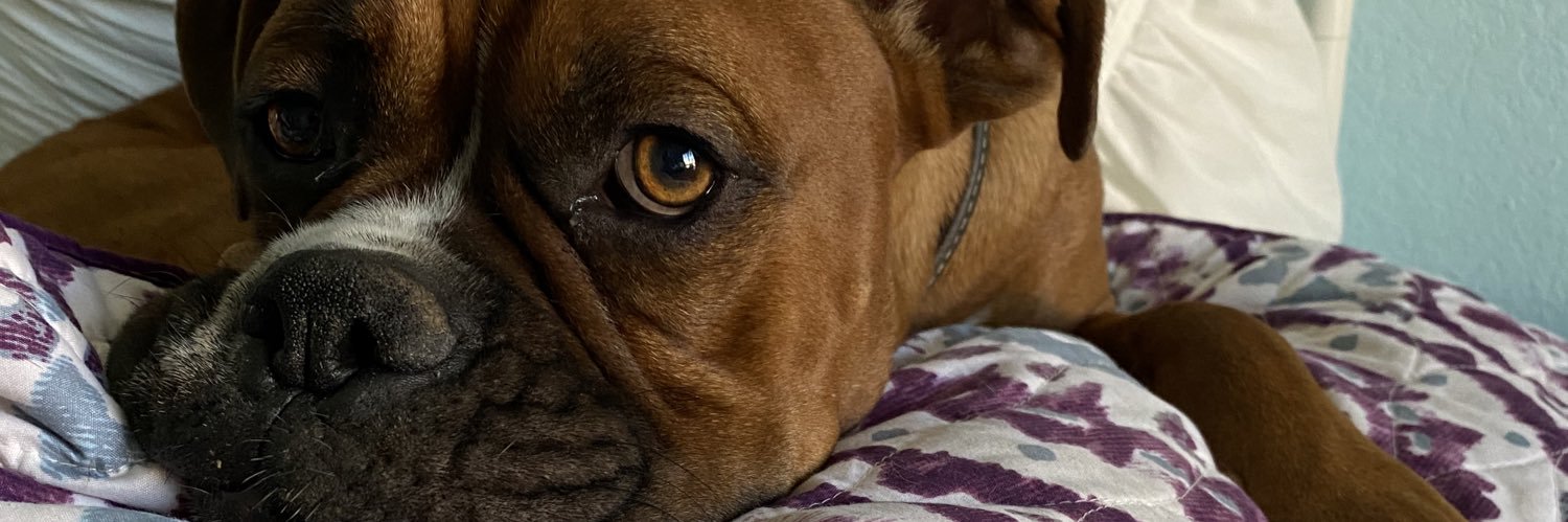 sheakoepnick's profile banner image