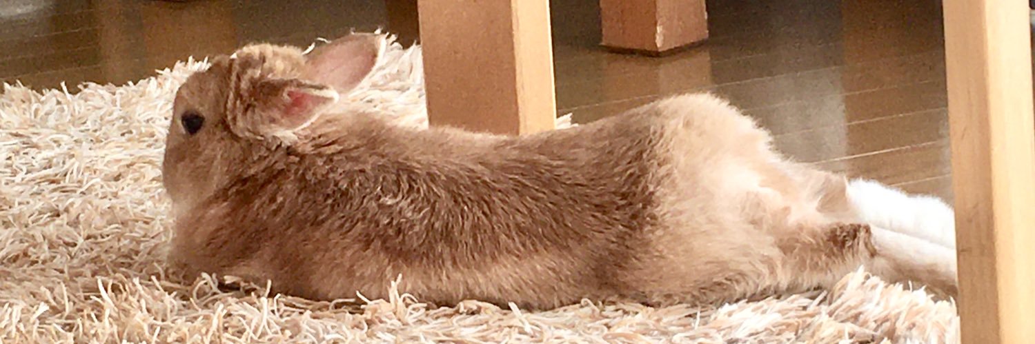 Seta碧光🐰 banner