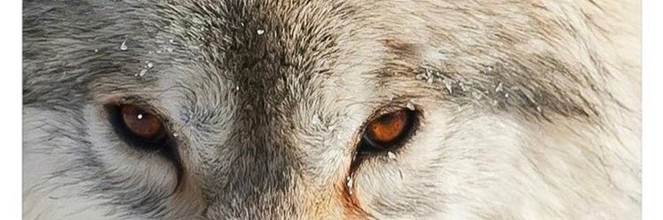 mamaflly's profile banner image