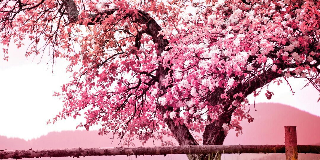 Iolanda_Db's profile banner image