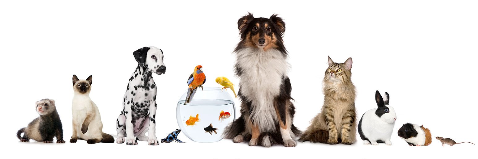PetworldIreland's profile banner image