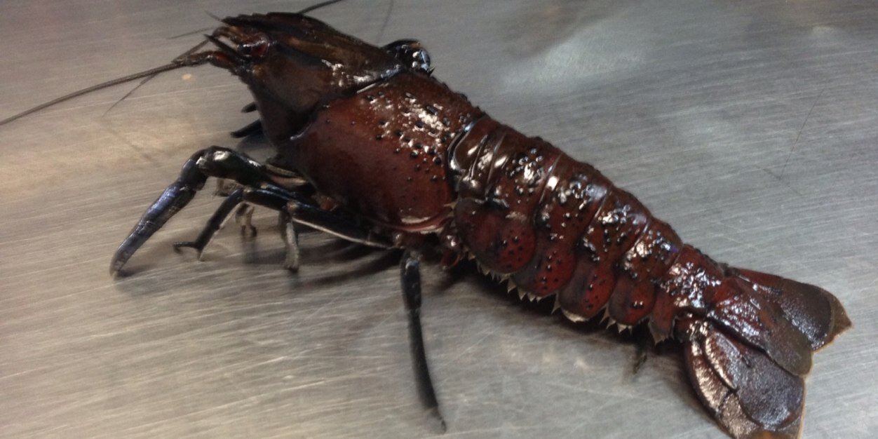 Chris darragh banner