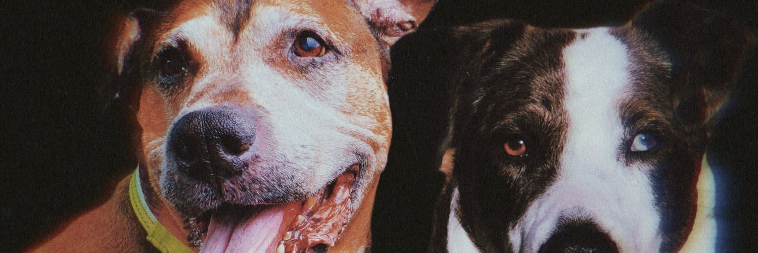 LuckJohnson's profile banner image