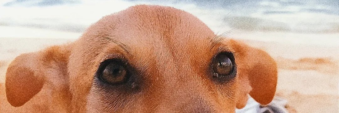 17Betsey's profile banner image