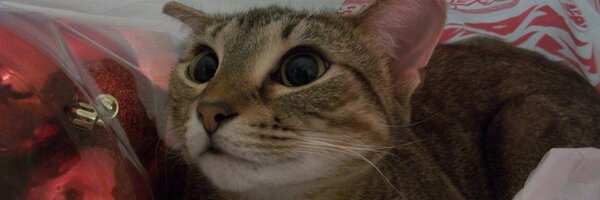 chananacakes Profile Banner