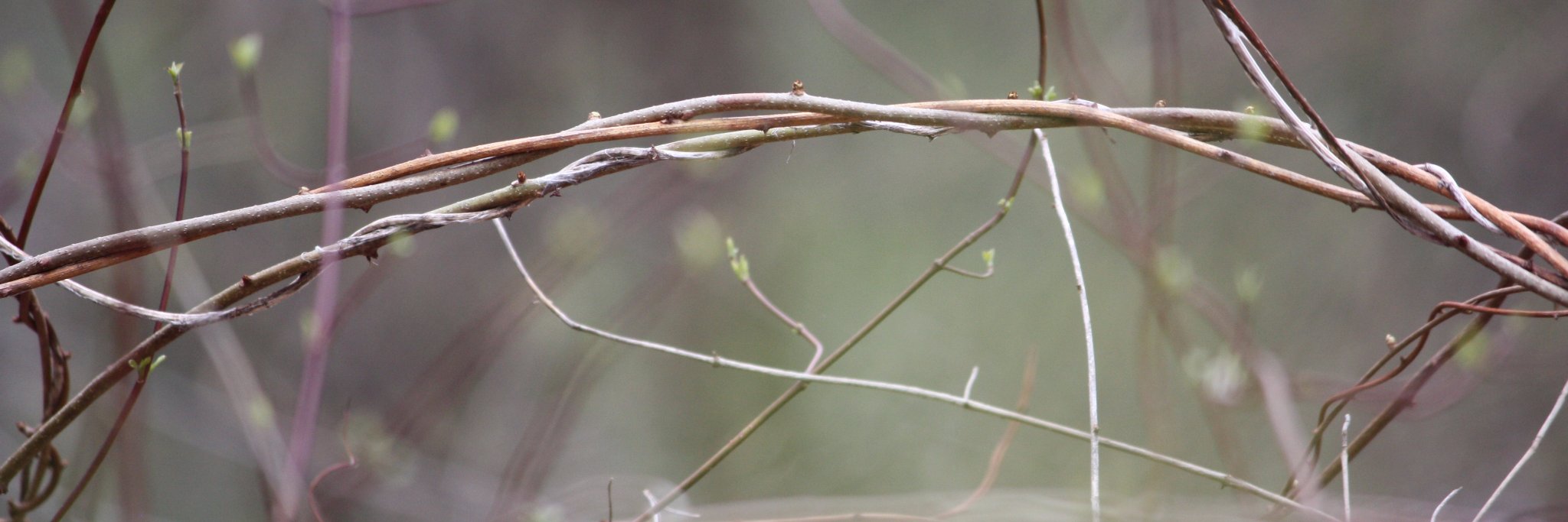 meiageddes's profile banner image