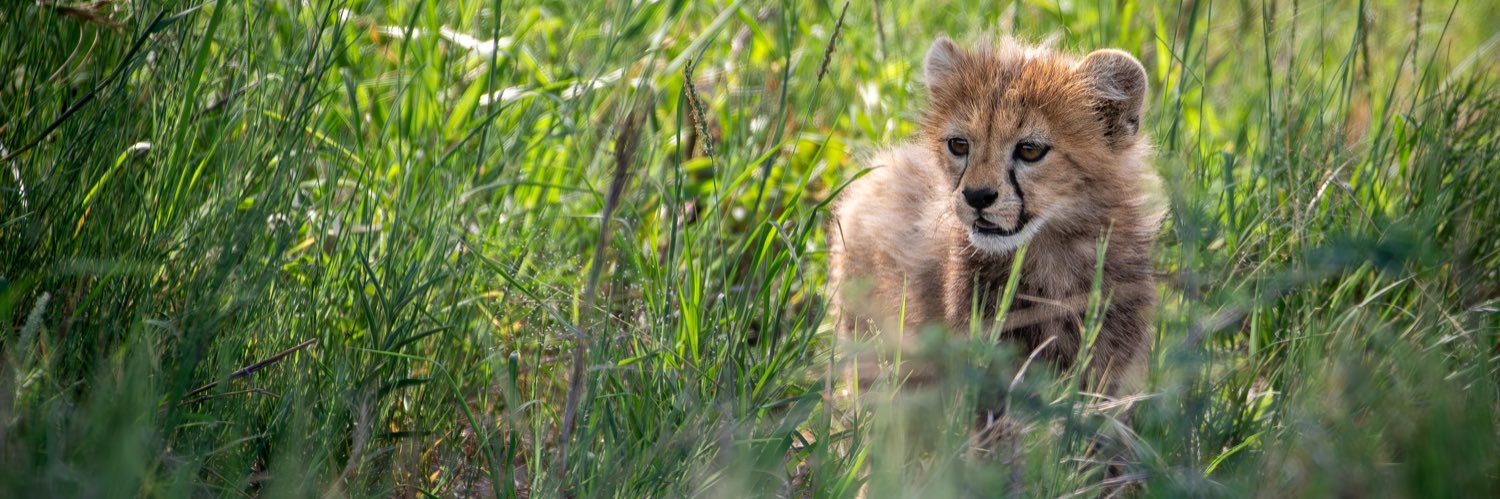 Calum O'Flaherty banner