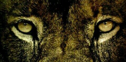 Guuh banner