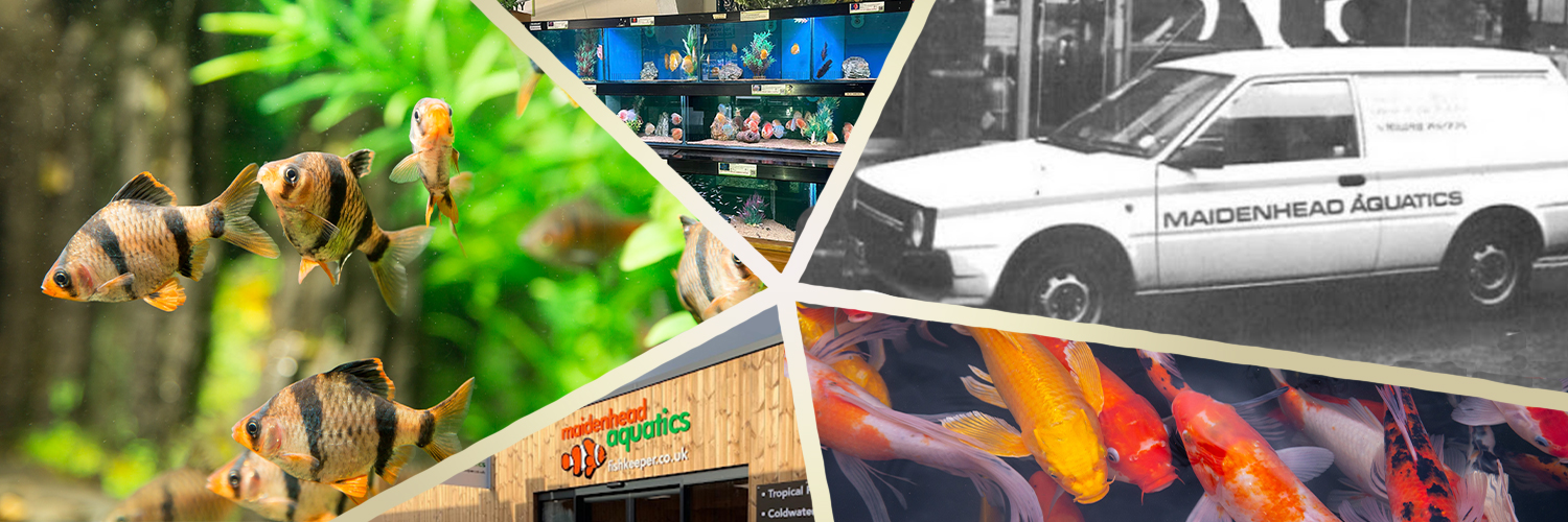 Maidenhead Aquatics banner