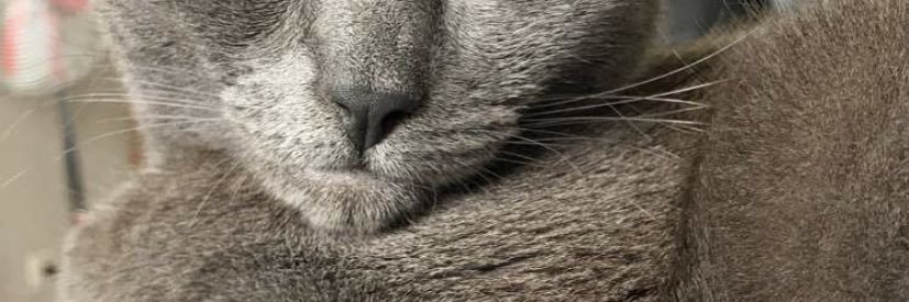 orskaye's profile banner image
