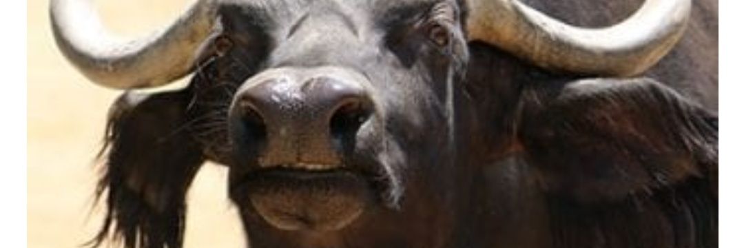 tweetlesscormac's profile banner image