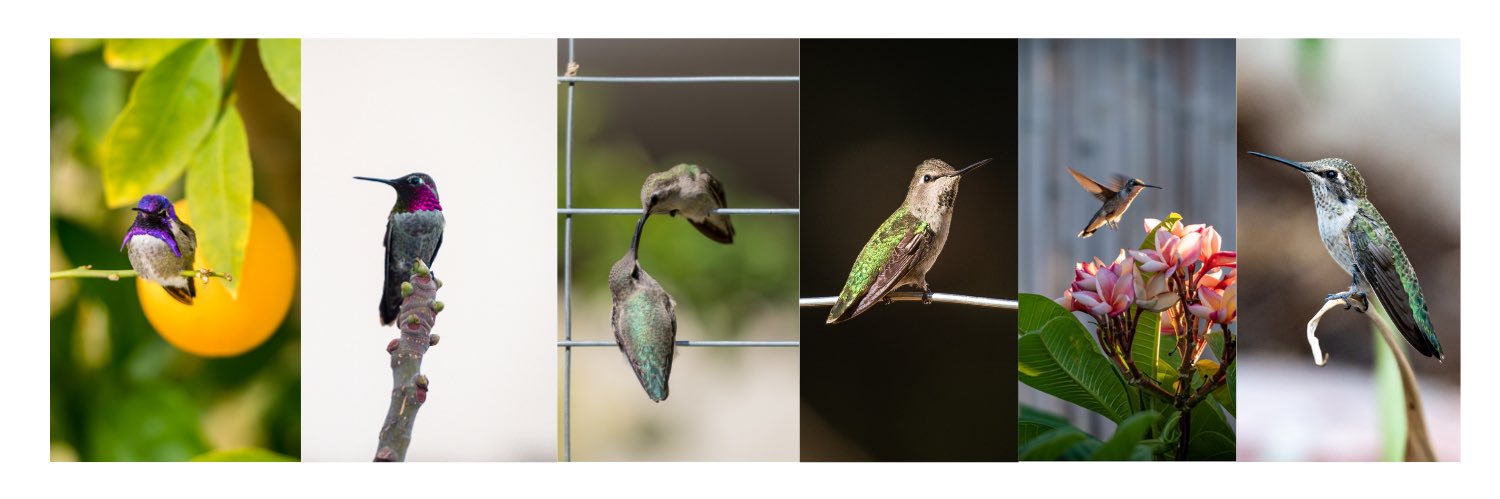 Shanna 🍍🥥︽✵︽ banner