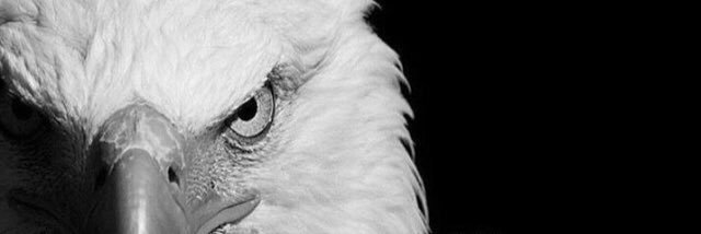 t_frogg's profile banner image