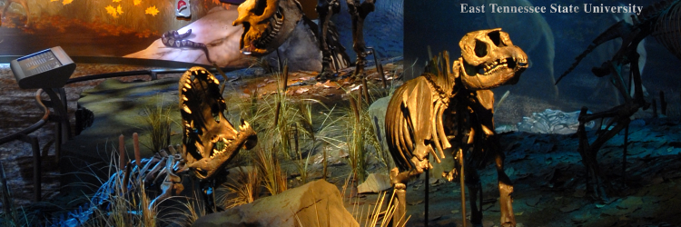 GrayFossilSite's profile banner image