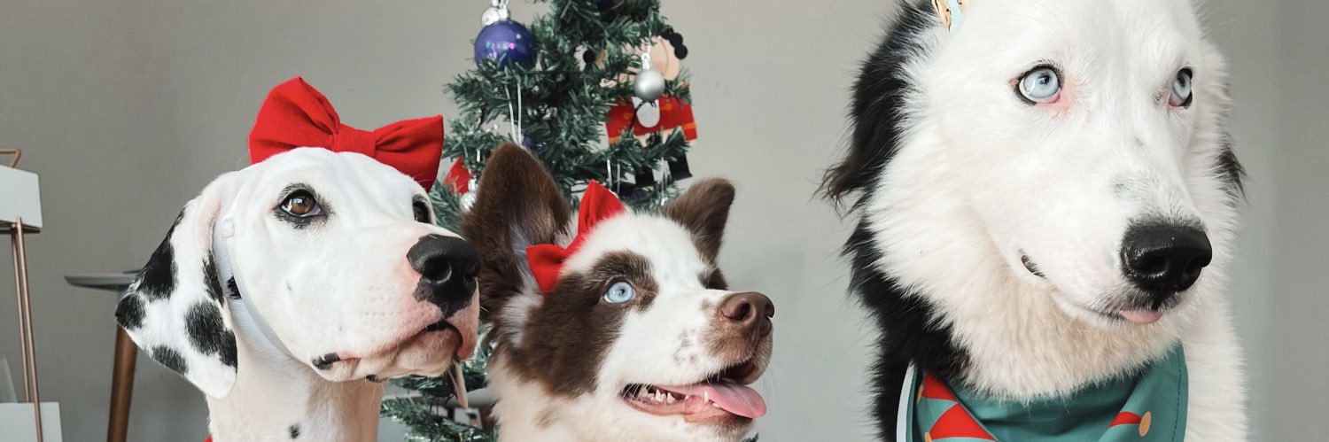 alanafontenele's profile banner image