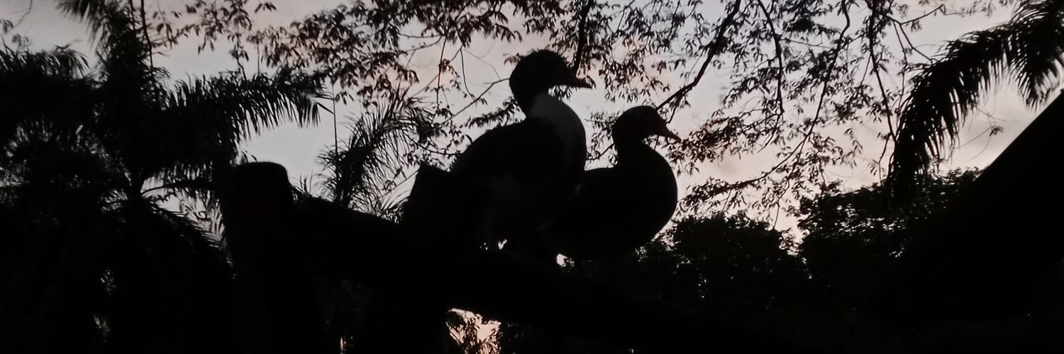 Cactusescactus's profile banner image