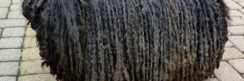 moonface banner