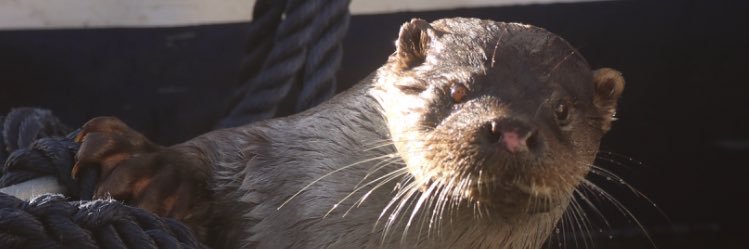 Charlotte Watlow banner