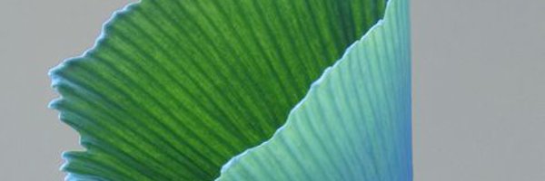 isueliburd Profile Banner