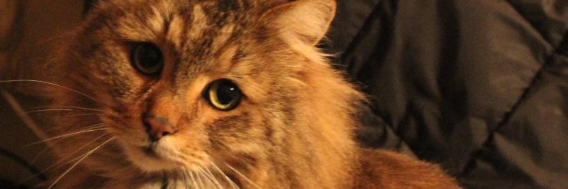 1nktear's profile banner image