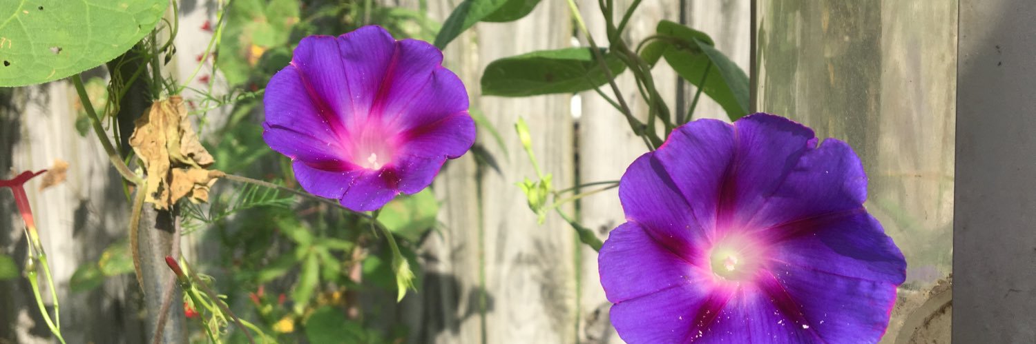 GraceCPowell's profile banner image
