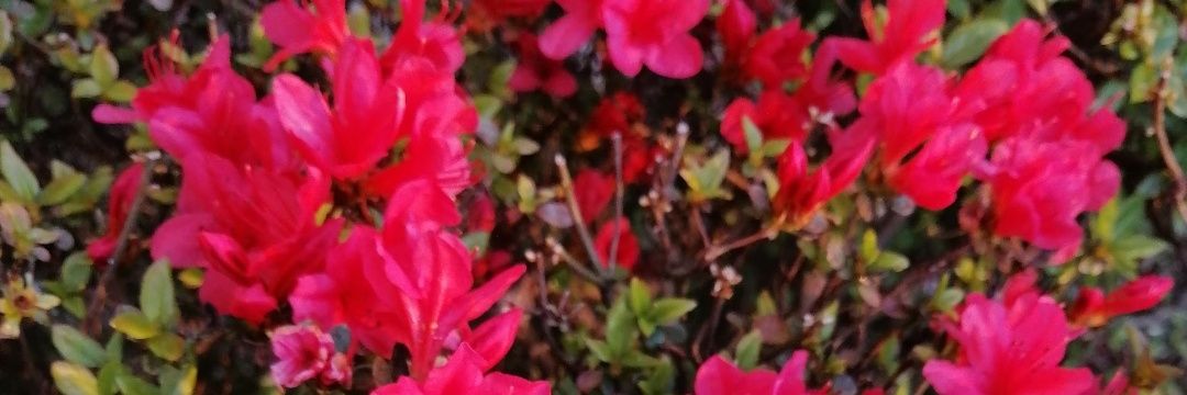 catagomez06's profile banner image