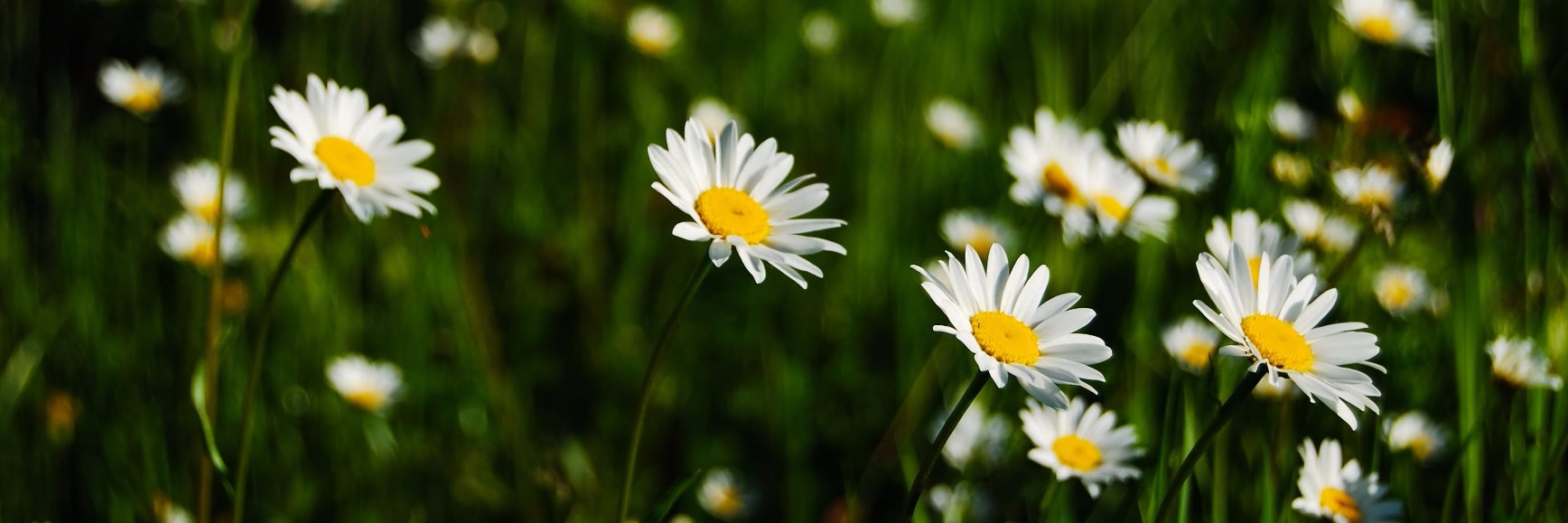 Anne Marie Cope (she/her) banner