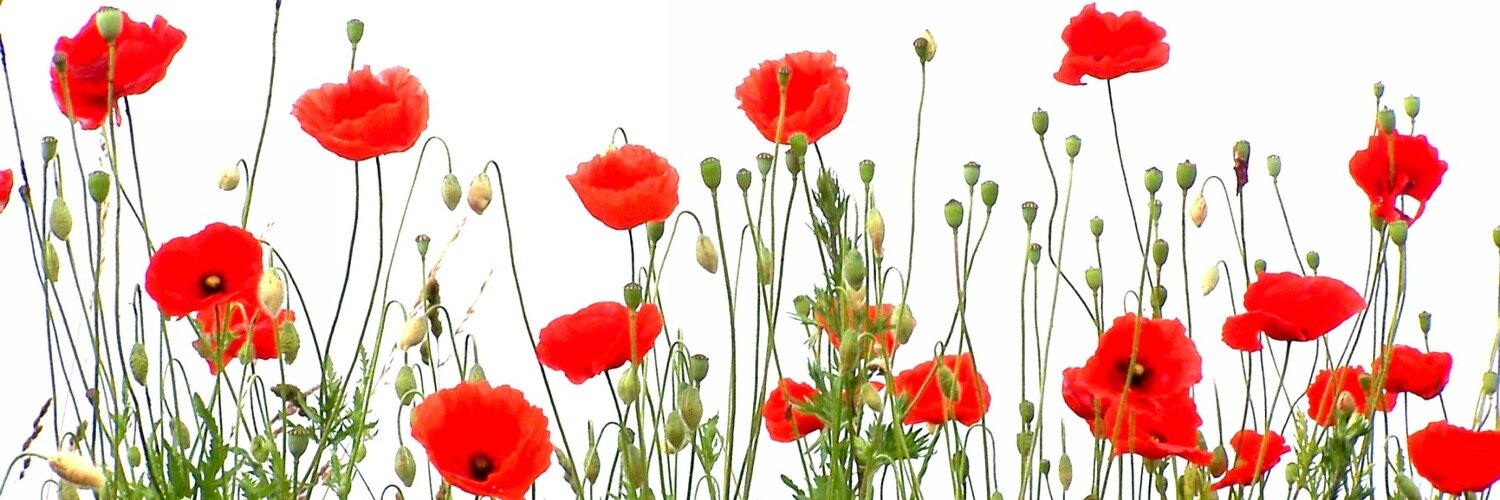 paulabennink's profile banner image