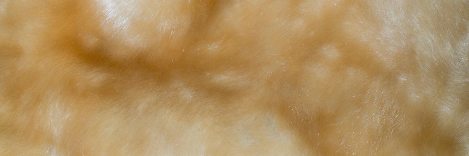 Snoskredband's profile banner image