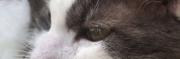 Giulipico's profile banner image
