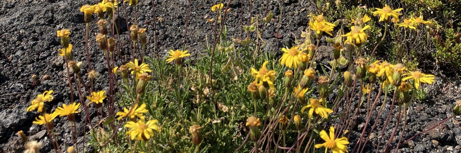 Elizabeth🌳🐟 banner