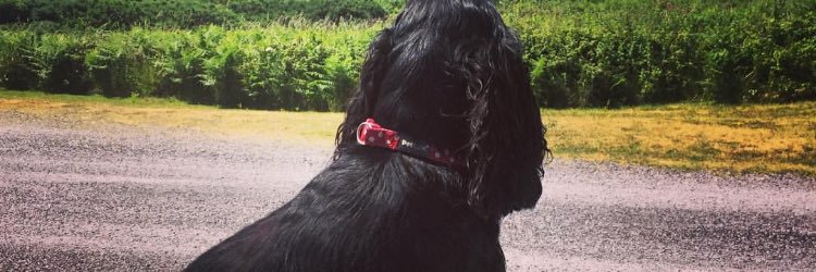 BENSONTILLY's profile banner image