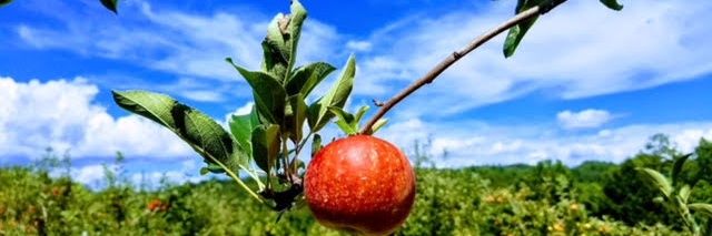 RedAppleBarn's profile banner image