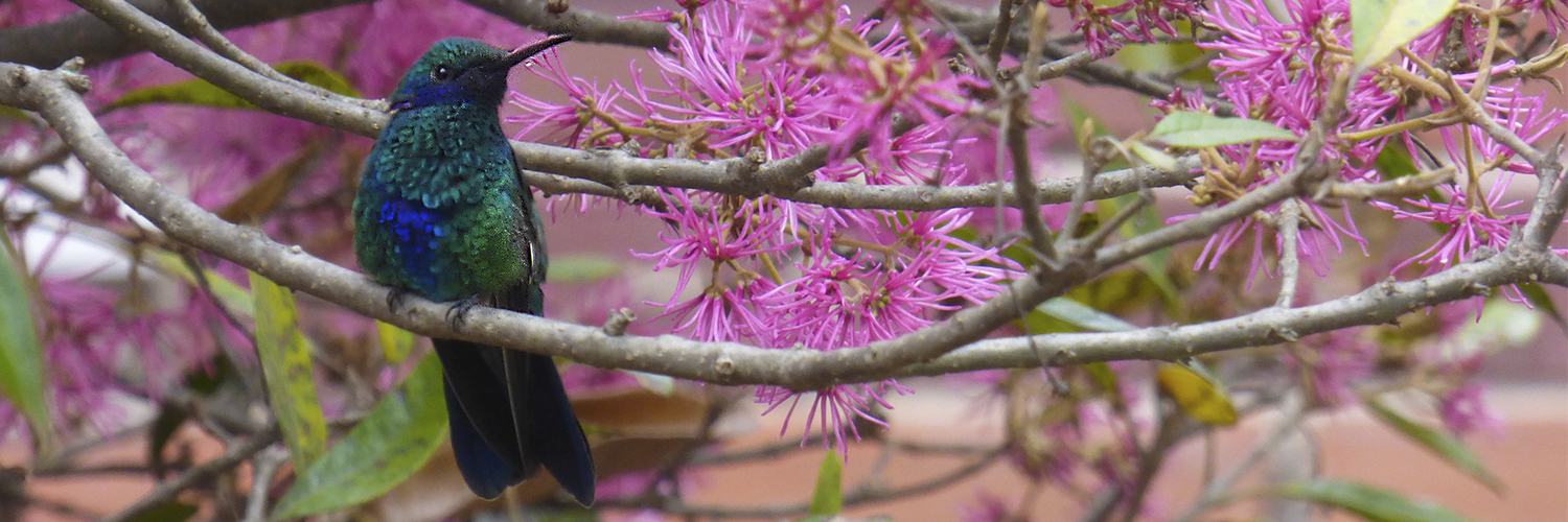 Sandy Espinoza F banner