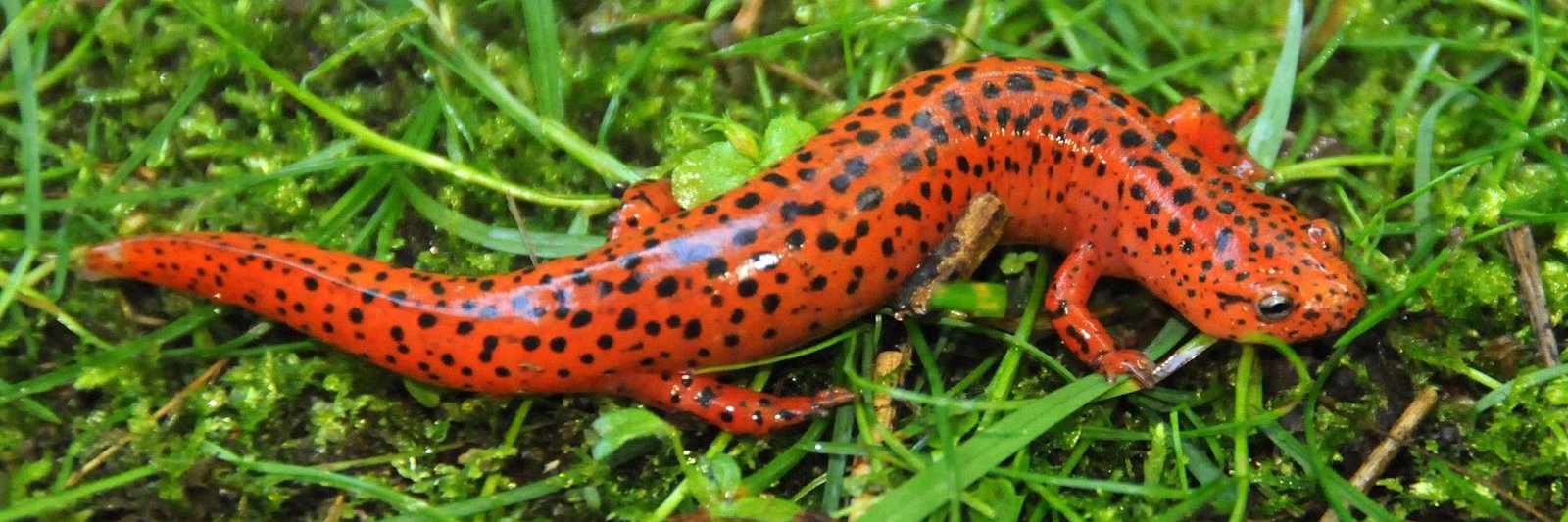 SaveSalamanders's profile banner image
