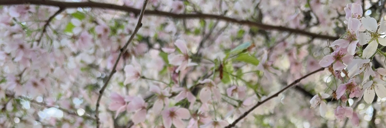 cherrybombastic's profile banner image