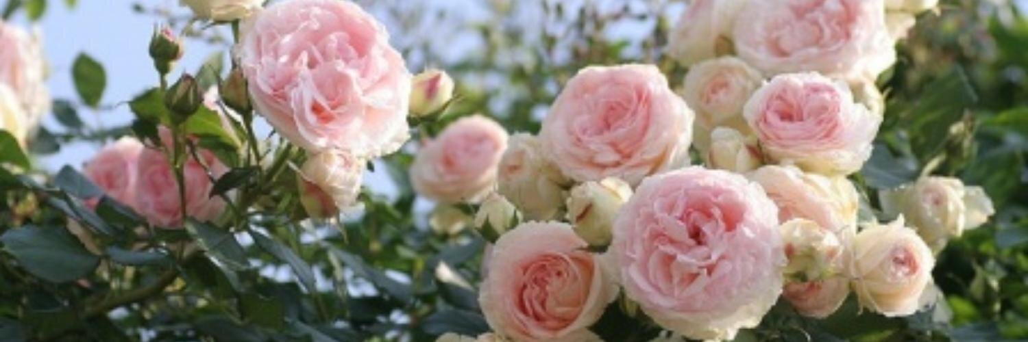 Angela_Rose03's profile banner image