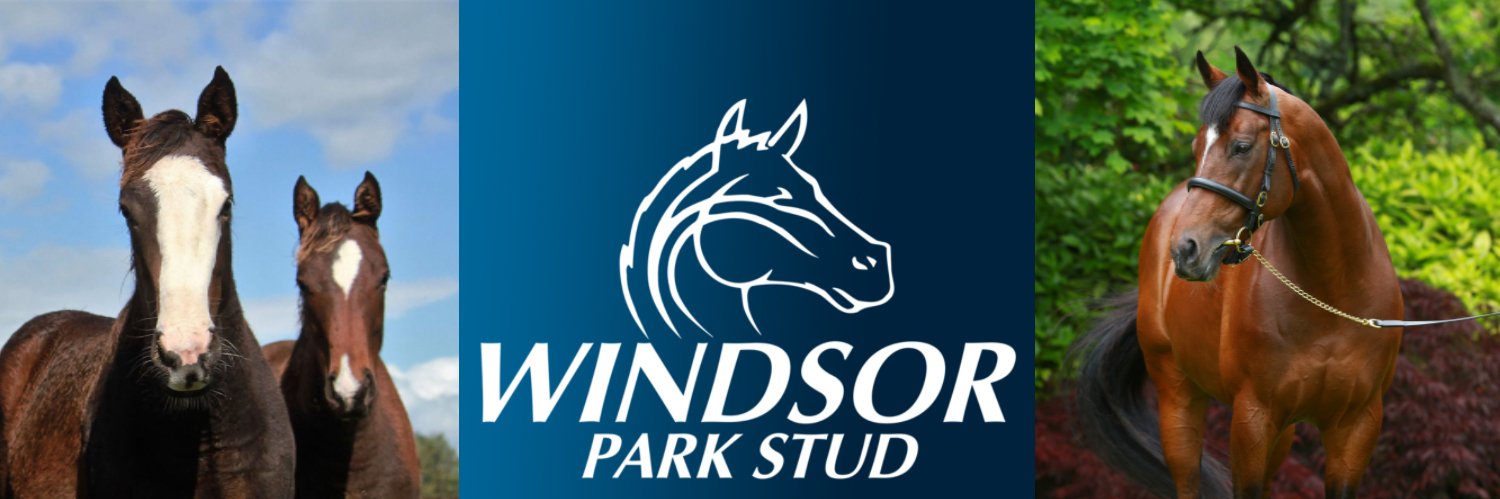 WindsorParkStud's profile banner image