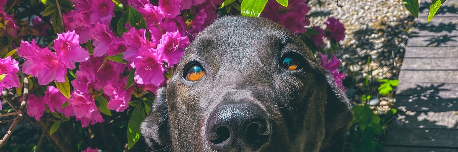 AliforniaCay's profile banner image