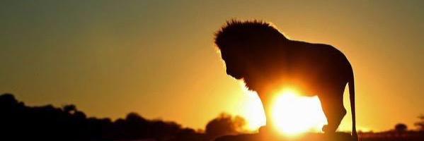 Soni_siI's profile banner image