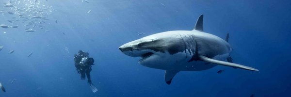 plongeurcom Profile Banner