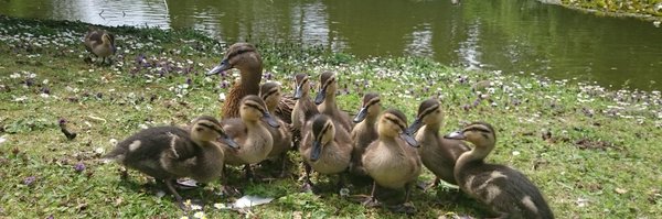 duckoftheday Profile Banner
