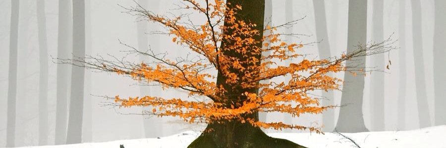 Zimmys's profile banner image