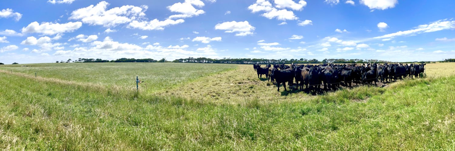 Cameron Morris banner