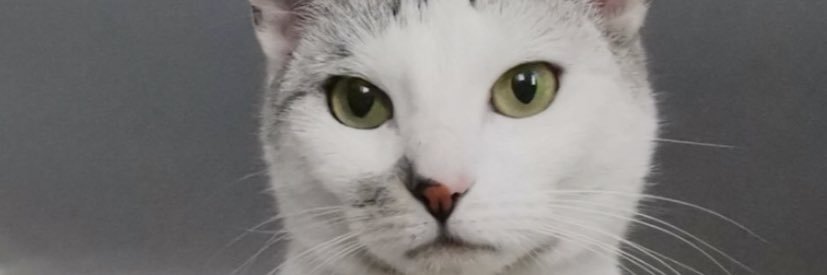 buffydogslayer's profile banner image