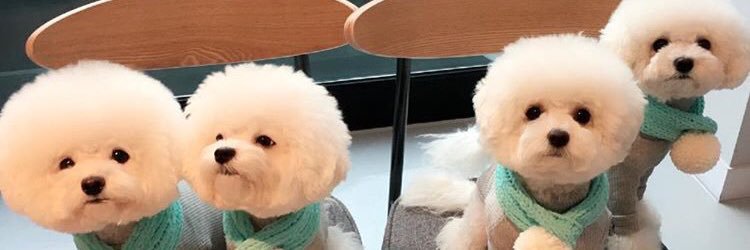ha_ss_sr's profile banner image