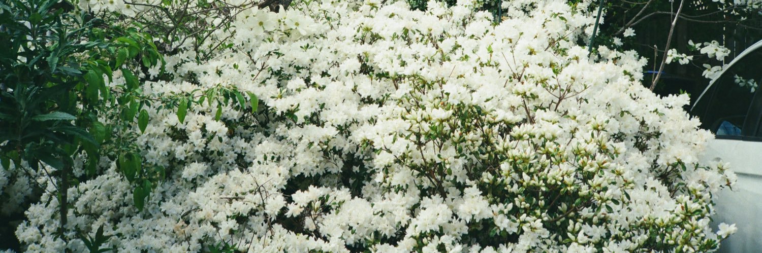 hannavarda's profile banner image