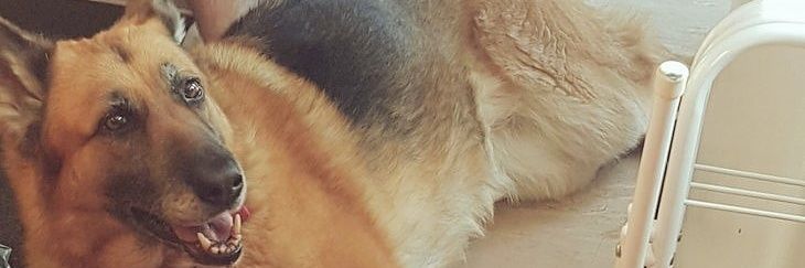 Steph_shipman94's profile banner image
