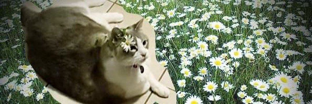 Andrew Robert Francis banner