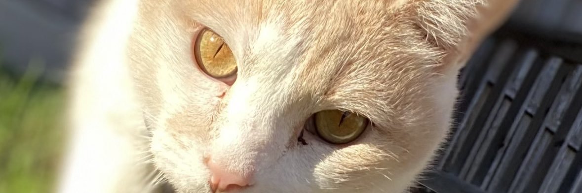 JessalynJahn's profile banner image